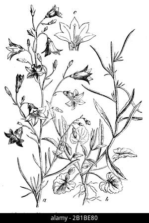 Harlebell, Campanula rotundifolia, Rundblättrige Glockenblume, Campanule à feuilles rondes, (livre botanique, 1898) Banque D'Images