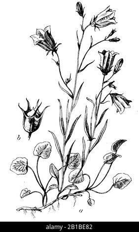 Harlebell, Campanula rotundifolia, Rundblättrige Glockenblume, Campanule à feuilles rondes, (livre botanique, 1902) Banque D'Images