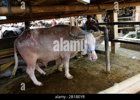 Marché du bétail à Rantepao, Sulawesi, Indonésie. Albino eau-buffle Banque D'Images
