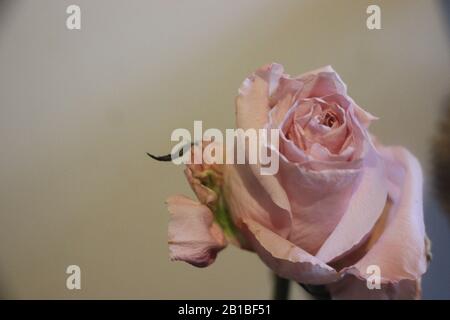 Rose rose pâle sur fond de mur beige, rose vintage Flowers Banque D'Images