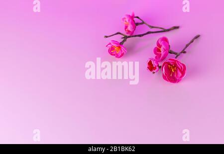 Magnifique arrière-plan de printemps. Branche de coing japonais gonflant sur un fond rose. Chaenomeles japonica. Magnifique arrière-plan de printemps. Foc sélectif Banque D'Images