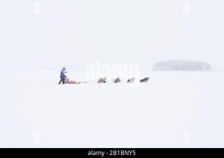 Une équipe de chiens traverse un lac enneigé. Banque D'Images