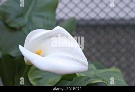 Gros plan d'une fleur de Cala à côté d'une porte verte dans un jardin avec espace pour les textes (Zantedeschia aethiopica) Banque D'Images