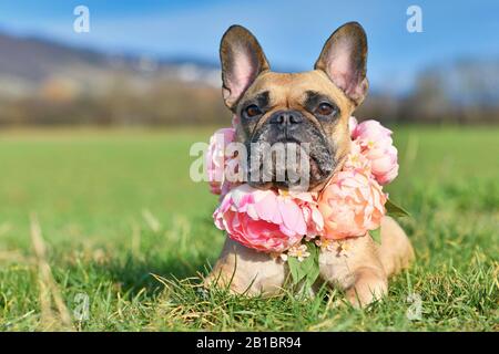 Petit chien français Bulldog portant un grand collier de fleur rose couché à l'extérieur dans l'herbe le jour ensoleillé du printemps Banque D'Images