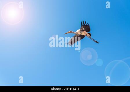 Stork peint ou Mycteria Leucocephala, Grand oiseau unique volant seul dans le ciel bleu vif, Belle faune dans la nature ajoute effet d'éclat de lentille au soleil Banque D'Images