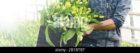 Un homme tenant un bouquet de tulipes cultivées dans une serre. Les fleurs du printemps et de la floriculture. Banque D'Images