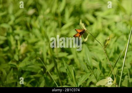 Haut fil acte : un beau papillon danse le long de la tige de la branche d'un buisson. Banque D'Images