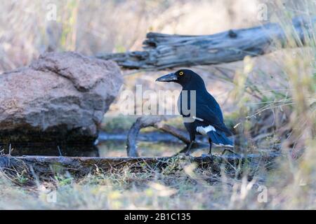 Un currawong mûri se tient à la recherche de menaces à la pointe de son puits de guerre préféré à Undarra, dans le Queensland, en Australie Banque D'Images