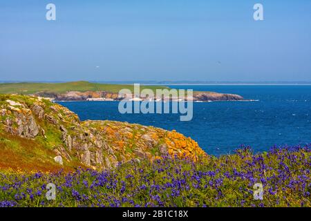 Paysage pittoresque de la côte irlandaise avec tapis de fleurs de bluebell incliné à la mer et lichen jaune couvert de falaises rocheuses. Îles Saltee, Irlande Banque D'Images