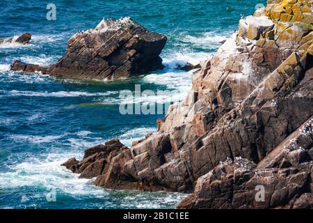 Bleu vert Atlantique Nord vagues de l'océan s'écrasant contre la pile de la mer et les falaises formant le marin blanc. Guillemots fulmar oiseaux de mer sur les roches. Îles Saltee Banque D'Images