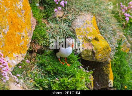 Puffin commun de l'Atlantique, Fratercula arctica, sur la falaise abrupte d'herbe à côté de l'entrée de terrow. Le lichen jaune couvrait les roches et les fleurs roses. Irlande Banque D'Images