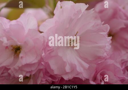 ROSE CHARMANT la saison de printemps est sur nous comme les jardins botaniques à travers le monde vont en pleine floraison et ces cerisiers en fleurs sont la couleur de romance. Banque D'Images
