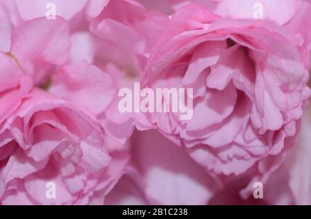 ROSE CHARMANT la saison de printemps est sur nous comme les jardins botaniques à travers le monde vont en pleine floraison et ces cerisiers en fleurs sont la couleur de romance. Banque D'Images