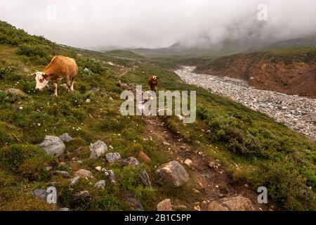 Deux vaches vont le long du sentier dans les montagnes. Une rivière en pierre sans eau à proximité. Beaucoup de pierres sur le sol et l'herbe verte. Brouillard épais. Horizontal Banque D'Images