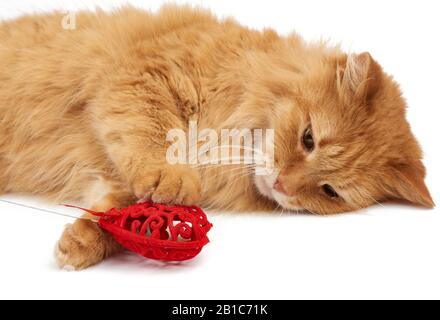 le chat domestique adulte à poil rouge se trouve sur un fond blanc et possède un cœur rouge dans ses pattes, son visage mignon Banque D'Images