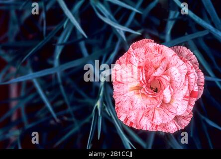 Gros plan sur les Fraises Dianthus et la fleur de crème sur fond de feuilles. Une vivace éternelle entièrement dure. Banque D'Images