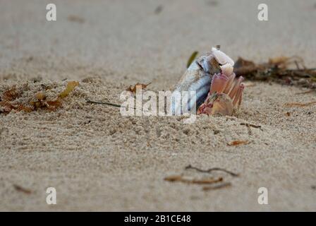 Un crabe fantôme rose faisant glisser un poisson vers son terrier Banque D'Images