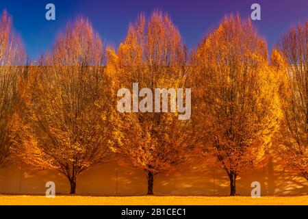 Variations sur un thème d'arbres d'automne, avec arbres modifiés à l'aide de logiciels Banque D'Images