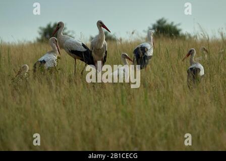 Un groupe de cigognes blanches reposant dans l'herbe de savane élevée Banque D'Images