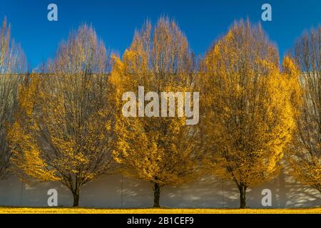 Variations sur un thème d'arbres d'automne, avec arbres modifiés à l'aide de logiciels Banque D'Images