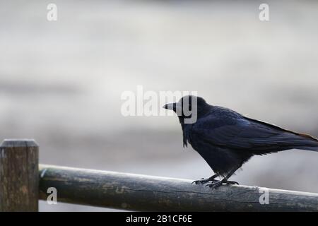 Profil d'un corone à carrion (Corvus corone) sur un rail en bois à balcon Banque D'Images