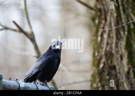 Un corone à carrion (Corvus corone) affamant à la caméra, restant toujours sur une clôture dans une forêt Banque D'Images