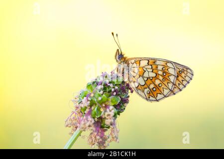 Fritillaire de tourbière (Boloria eunomia, Clossiana eunomia, Proclossiana eunomia), assis à burnet, Allemagne, Rhénanie-du-Nord-Westphalie Banque D'Images