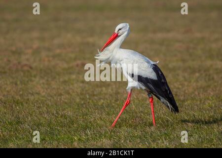 White stork (Ciconia ciconia), stacking over a meadow, vue latérale, Allemagne, Bavière, Oberpfalz Banque D'Images