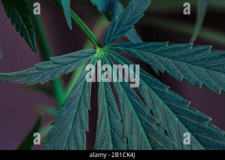 Photos thématiques du chanvre et marijuana vert feuille de cannabis. image de fond. Feuilles vert vif de la marijuana close-up avec un modèle distinct et la texture. Banque D'Images