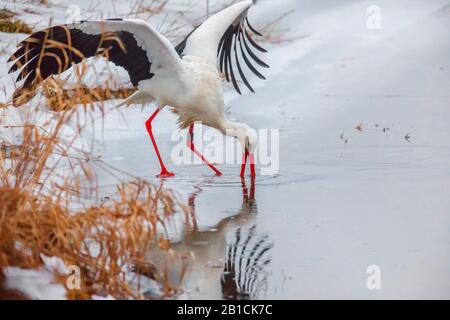 Ciconia ciconia, ciconie blanche, guireuse de proie sur un lac gelé en hiver, Allemagne, Bavière, Oberpfalz Banque D'Images