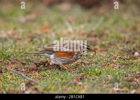 Redwing (Turdus iliacus), se nourrissant de vers capturés, Allemagne, Bavière, Niederbayern, Basse-Bavière Banque D'Images