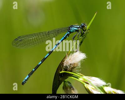 Northern damselfly, Northern blue damselfly, Spearhead Bluet (Coenagrion hastulatum), homme , Pays-Bas, Brabant-Septentrional Banque D'Images