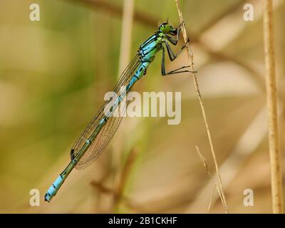 Irish damselfly, lunular damselfly (Coenagrion lunulatum), homme, Pays-Bas, Frise Banque D'Images