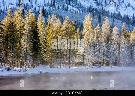 Cygnus buccinator, groupe sur Madison River en hiver, États-Unis, Wyoming, Yellowstone National Park, West Yellowstone Banque D'Images