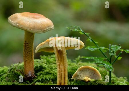 Tuft de soufre, tuft de soufre, woodlover groupé, chapeau de soufre (Hypholoma fasciculare, Nematoloma fasciculare), sur la souche d'arbre, Allemagne, Bavière, Oberbayern, Haute-Bavière Banque D'Images