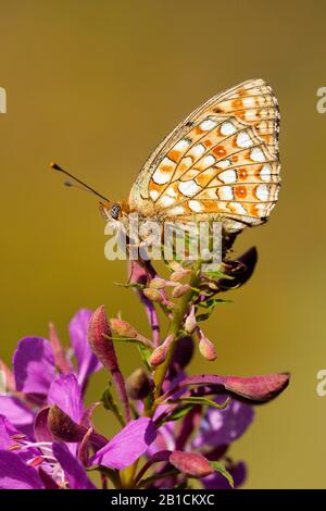 Le frillare Niobe (Argynnis niobe, Fabriciana niobe) est situé sur une inflorescence, en Suisse, en Valais Banque D'Images