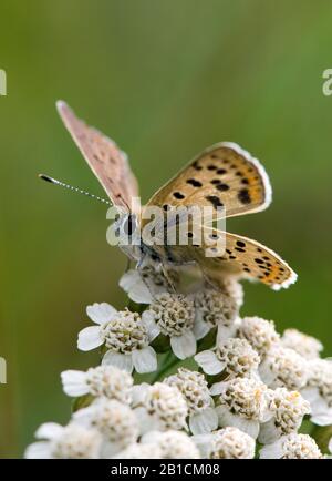 Cuivre sooty (Heodes tityrus, Loweia tityrus, Loweia tityrus, Lycaena tityrus), se trouve sur yarrow, Allemagne, Rhénanie-du-Nord-Westphalie, Eifel Banque D'Images