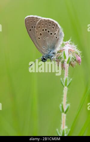 Alcon blue, Alcon large blue (Phengaris alcon, Maculinea alcon, Glaucopsyche alcon), assis sur une héath à feuilles croisées, Pays-Bas, Gueldre Banque D'Images