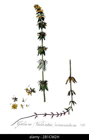 Galium cruciatum — Flora Batava — Volume 5. Banque D'Images