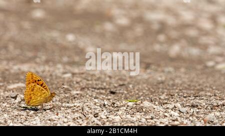 La frégate brune élevée (Argynnis adippe, Fabriciana adippe) aspire les minéraux du sol, en Hongrie Banque D'Images