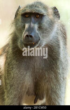 Chacma babouon, ubius babouin, olive babouin (Papio ursinus, Papio cynocephalus ursinus), homme, portrait demi-longueur, Afrique du Sud, Mpumalanga, Parc national Kruger Banque D'Images