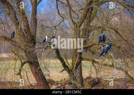 Grand cormorant (Phalacrocorax carbo), troupe perçant sur un arbre, mâles dans le plumage de reproduction, Allemagne, Bavière, Oberpfalz Banque D'Images