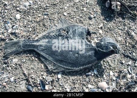 Plie, plie européenne (Pleuronectes platessa), plie morte sur la plage, Pays-Bas, frison Banque D'Images