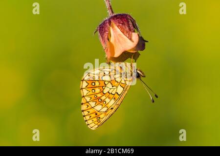 Fritillaire de tourbière (Boloria eunomia, Clossiana eunomia, Proclossiana eunomia), assis à des avens d'eau, Geum rivale, Allemagne, Rhénanie-du-Nord-Westphalie Banque D'Images