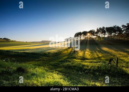 Paysage de terrain en morninglight, Allemagne, Rhénanie-du-Nord-Westphalie, Eifel Banque D'Images