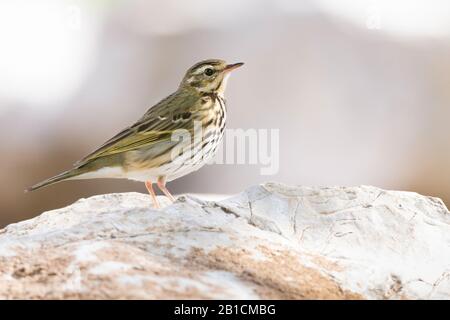 Pitpit d'arbre indien, Pipit à dos d'olive (Anthus hodgsoni), sur un rocher, Israël Banque D'Images