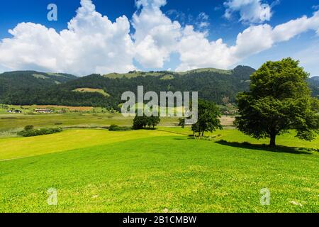 Moor paysage Schwemm, Autriche, Tyrol, Schwemm, Walchsee Banque D'Images