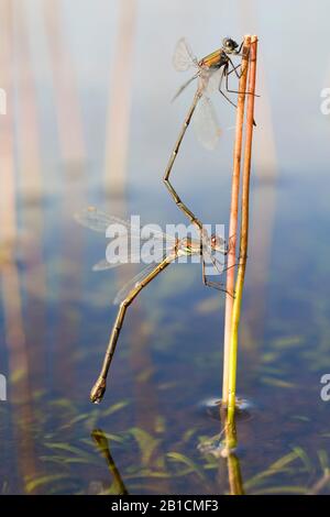 Willow mererald damselfly (Lestes viridis, Chalcolestes viridis), tandem d'accouplement , Pays-Bas, Drente, Parc National Dwingelderveld Banque D'Images