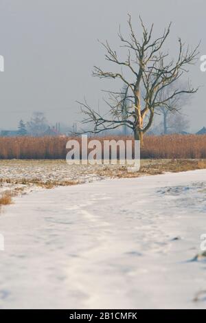 Fossé gelé et arbre mort dans l'Eempolder, Pays-Bas, Eempolder Banque D'Images