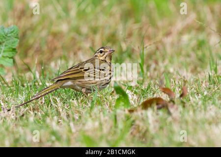 Pitpit d'arbre indien, Pipit à dos d'olive (Anthus hodgsoni), sur le terrain, Israël Banque D'Images